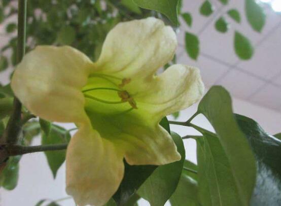 幸福树开花吗,幸福树开花的寓意
