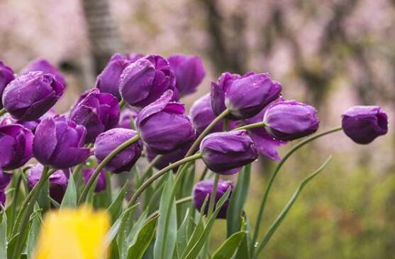 郁金香什么时候开花，赏花期3月-5月