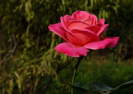 月季花的花语是什么，不同颜色月季花的寓意