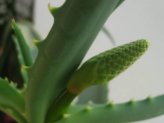 芦荟开花吗,芦荟养殖三年才开花