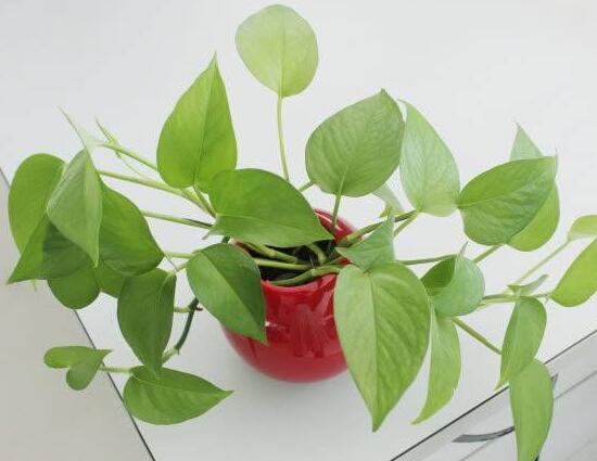 绿萝会开花吗,绿萝开花预示着什么