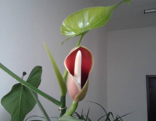 绿萝会开花吗,绿萝开花预示着什么