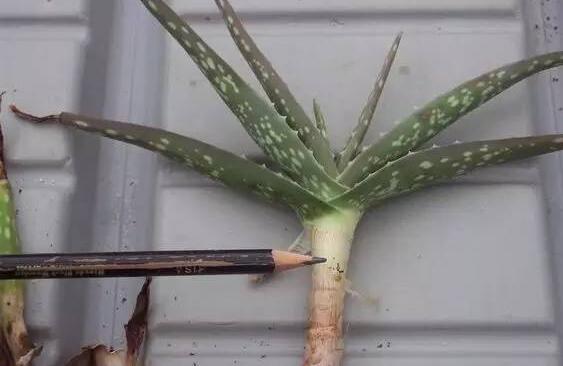 芦荟怎么修剪,芦荟修剪方法