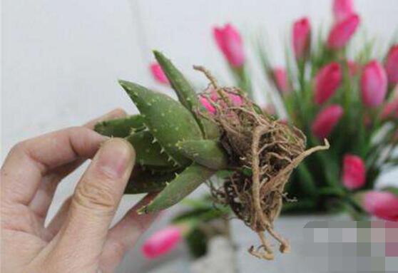 芦荟乱根怎么办,芦荟乱根解决办法