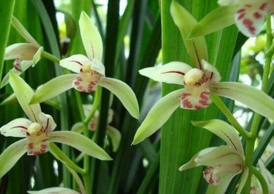 兰花怎么施肥,兰花施肥方法
