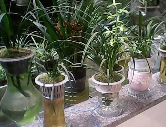 兰花可以水培吗,兰花水培方法