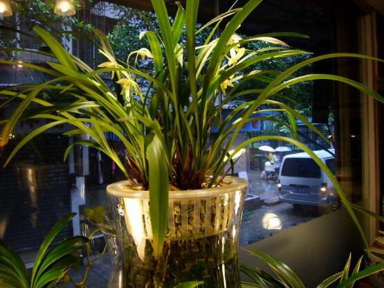 兰花可以水培吗,兰花水培方法