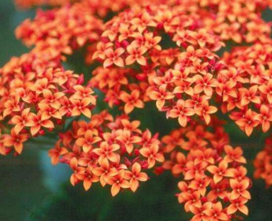 长寿花花语是什么,象征着长命百岁、大吉大利