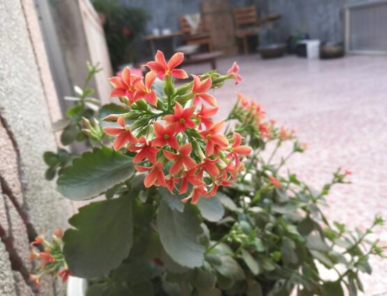长寿花施什么肥好,长寿花施氮磷钾肥料最好