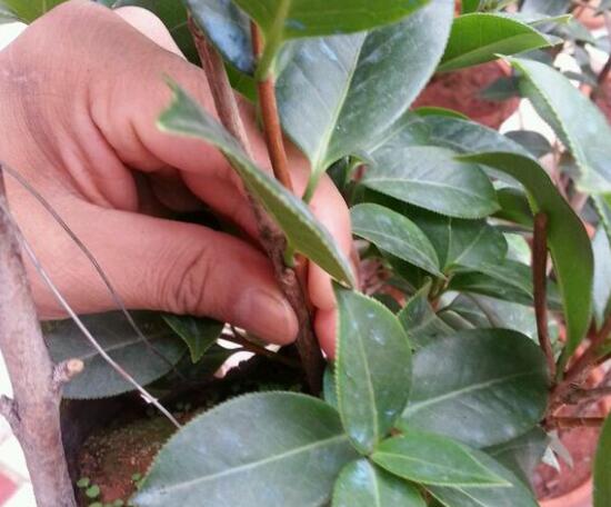 茶花怎么繁殖，茶花扦插生根最快方法