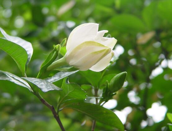 栀子花怎么养，栀子花养殖方法