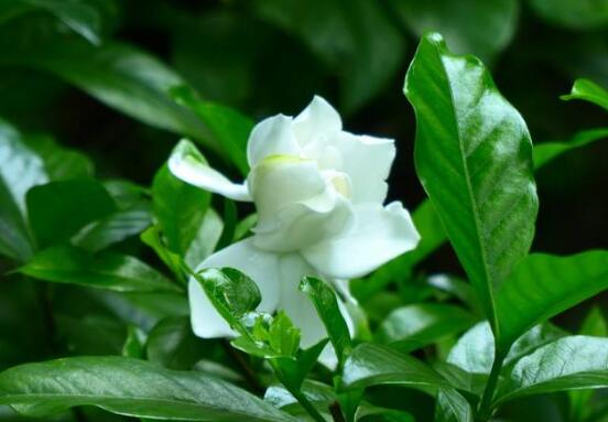 栀子花什么时候开花,栀子花开花期5月-8月