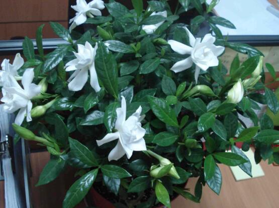 栀子花怎么浇水,栀子花浇水方法