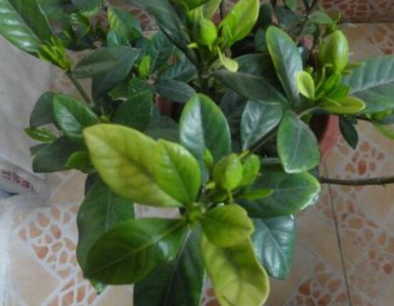 栀子花怎么修剪,栀子花修剪方法