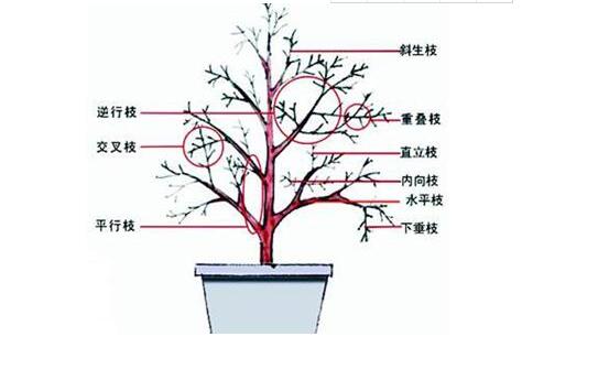 栀子花怎么修剪,栀子花修剪方法
