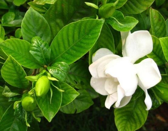 栀子花怎么修剪,栀子花修剪方法
