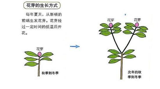杜鹃花怎么修剪,杜鹃花修剪方法