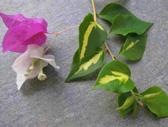 杜鹃花怎么修剪,杜鹃花修剪方法