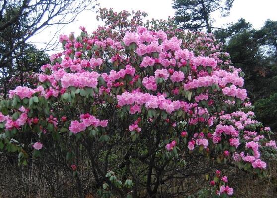 杜鹃花品种大全，杜鹃花十大最美品种