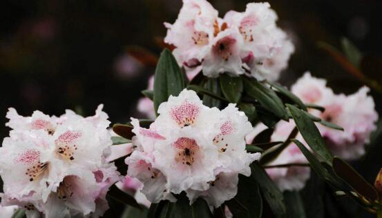 杜鹃花什么时候开,不同品种不同时期开