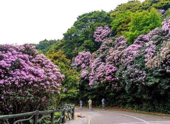 杜鹃花叶子发黄怎么办，杜鹃花叶子发黄解决办