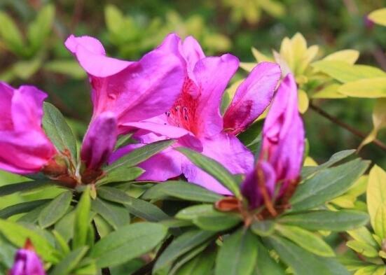 杜鹃花有毒吗,杜鹃花适合放在卧室吗