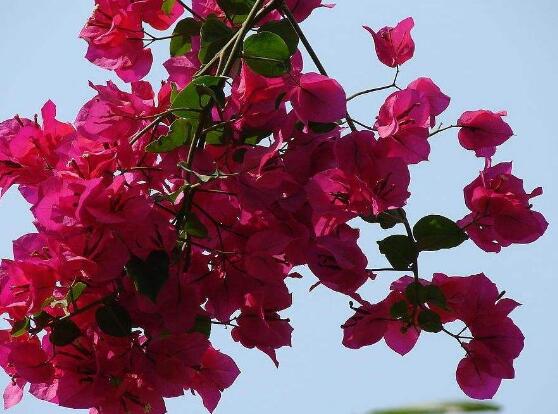 杜鹃花有毒吗,杜鹃花适合放在卧室吗