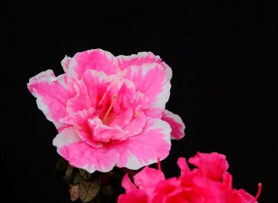 杜鹃花有毒吗,杜鹃花适合放在卧室吗