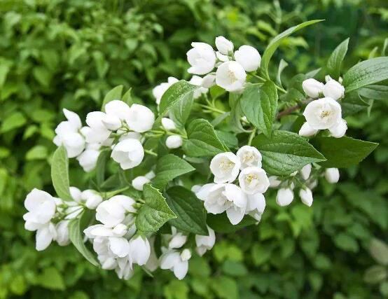 茉莉花怎么养，茉莉花养殖方法