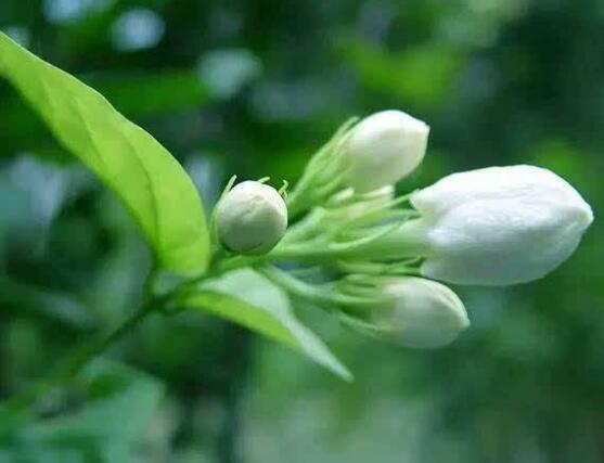 茉莉花有毒吗，茉莉花可以放在室内吗