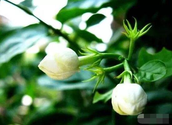 茉莉花的功效与作用，茉莉花八大功效与作用