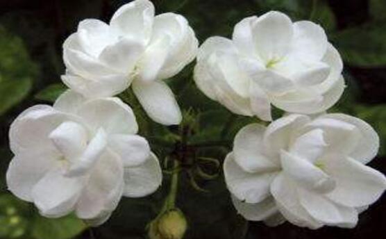 茉莉花怎么浇水,茉莉花浇水方法