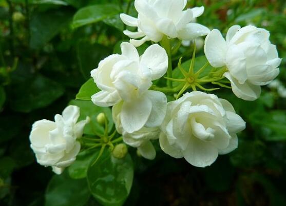茉莉花怎么浇水,茉莉花浇水方法