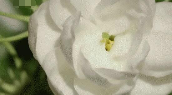茉莉花怎么浇水,茉莉花浇水方法