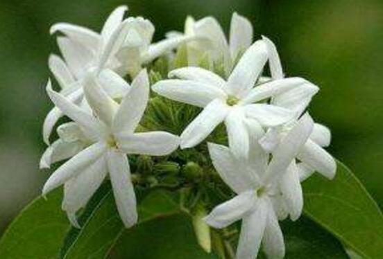 茉莉花怎么浇水,茉莉花浇水方法
