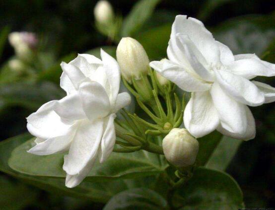 茉莉花什么时候开花,茉莉花一年可开三次花