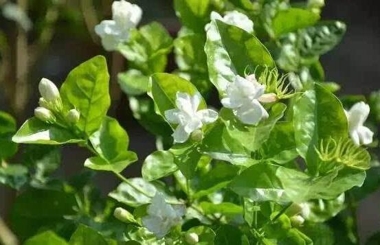 茉莉花什么时候开花,茉莉花一年可开三次花