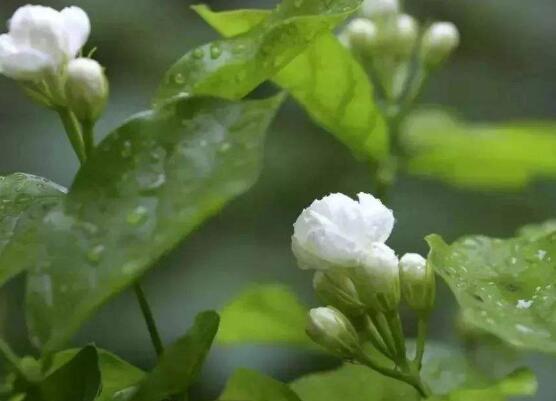 茉莉花什么时候开花,茉莉花一年可开三次花