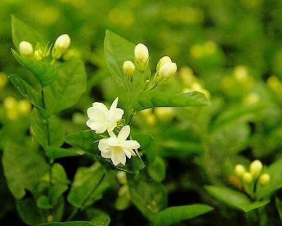 茉莉花什么时候开花,茉莉花一年可开三次花