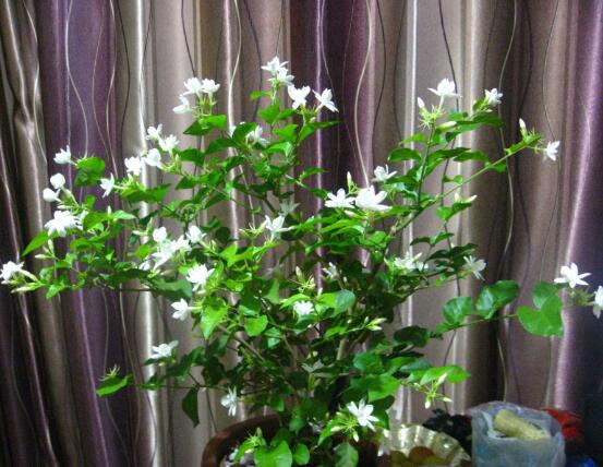 茉莉花什么时候开花,茉莉花一年可开三次花