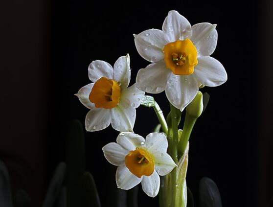 水仙花怎么养，水仙花养殖方法