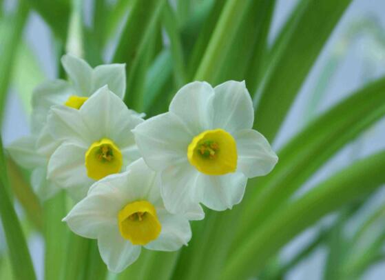 水仙花花语是什么，象征着纯洁和吉祥