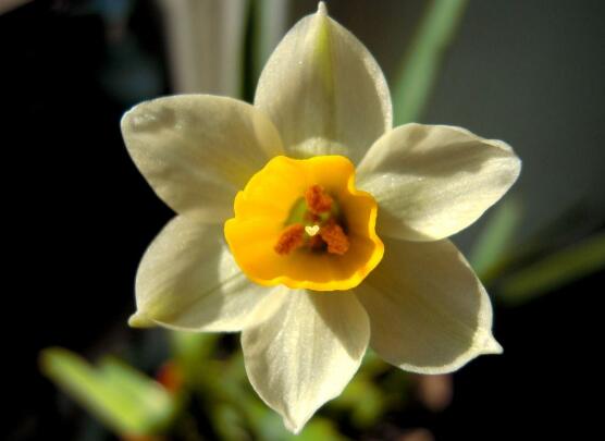 水仙花花语是什么，象征着纯洁和吉祥