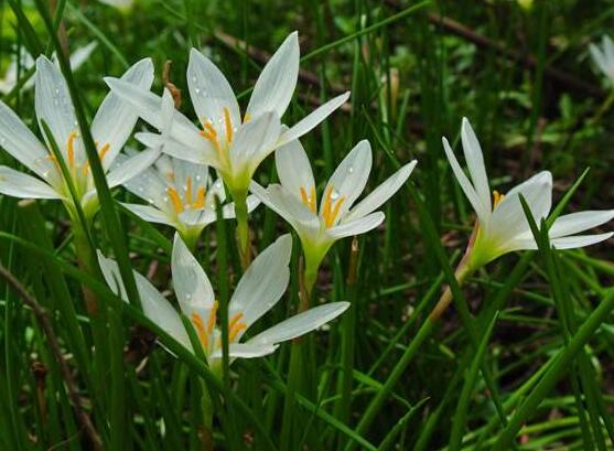 水仙花烂根怎么办,水仙花烂根解决办法