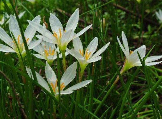 水仙花烂根怎么办，水仙花烂根解决办法