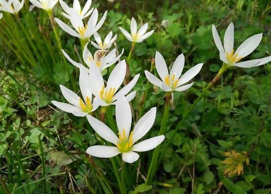 水仙花什么时候开花，水仙花花期在冬季