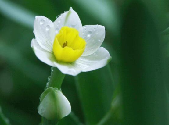 水仙花什么时候开花，水仙花花期在冬季