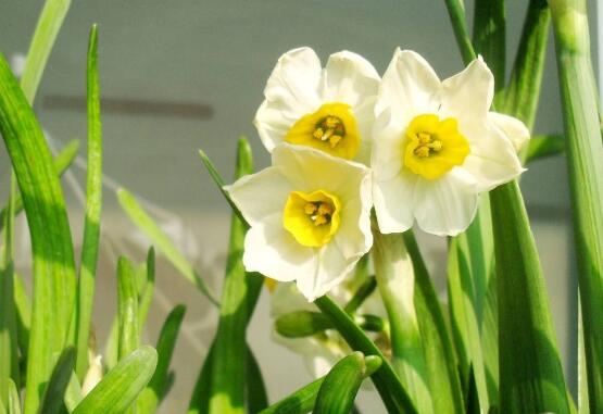 水仙花的传说,水仙花七大美丽传说