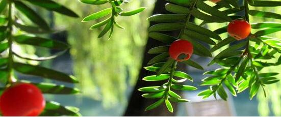 红豆杉的功效与作用，红豆杉八大功效与作用