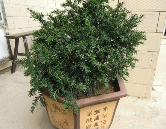 红豆杉施什么肥好,红豆杉施氮、磷、钾肥最好